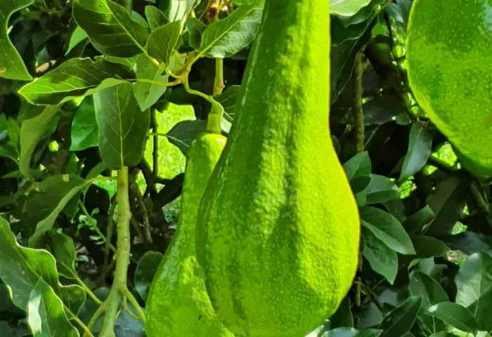 Conheça o Abacate Quintal