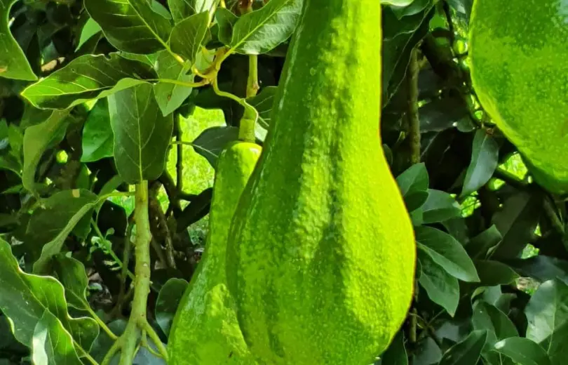Conheça o Abacate Quintal