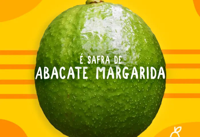 É safra! Abacate Margarida