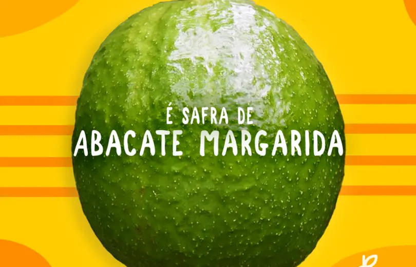 É safra! Abacate Margarida